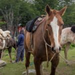 Habrá jornadas de chipeo de equinos en Ushuaia