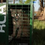 Ambiente trasladó seis pumas provenientes del tráfico de fauna a Uruguay