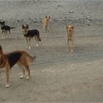 Presentan una guía clave para abordar la problemática de perros de vida libre