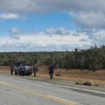 Familia atropelló un guanaco en la Ruta 3